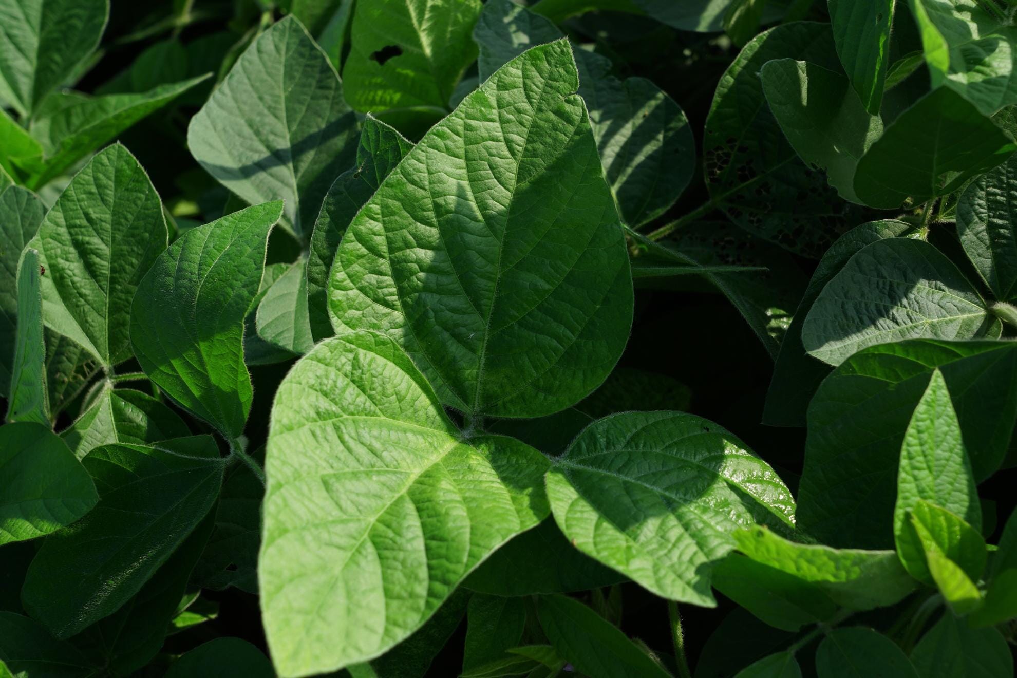 Eagle Forage Soybeans Game Keeper + Single Inoculant Pouch DropTine