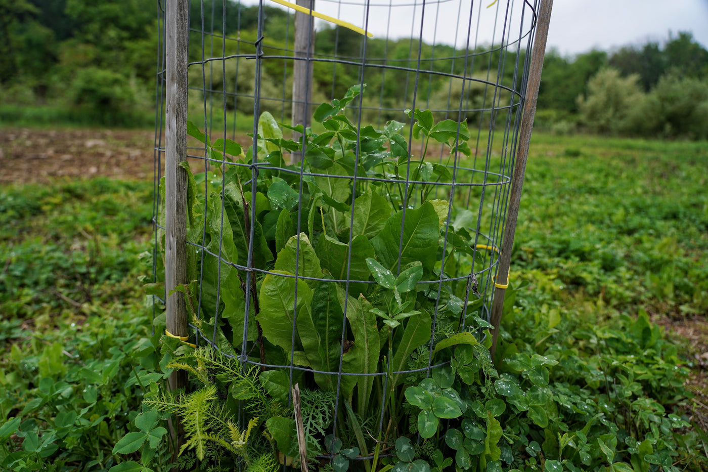 Black Label Legumes & Chicory