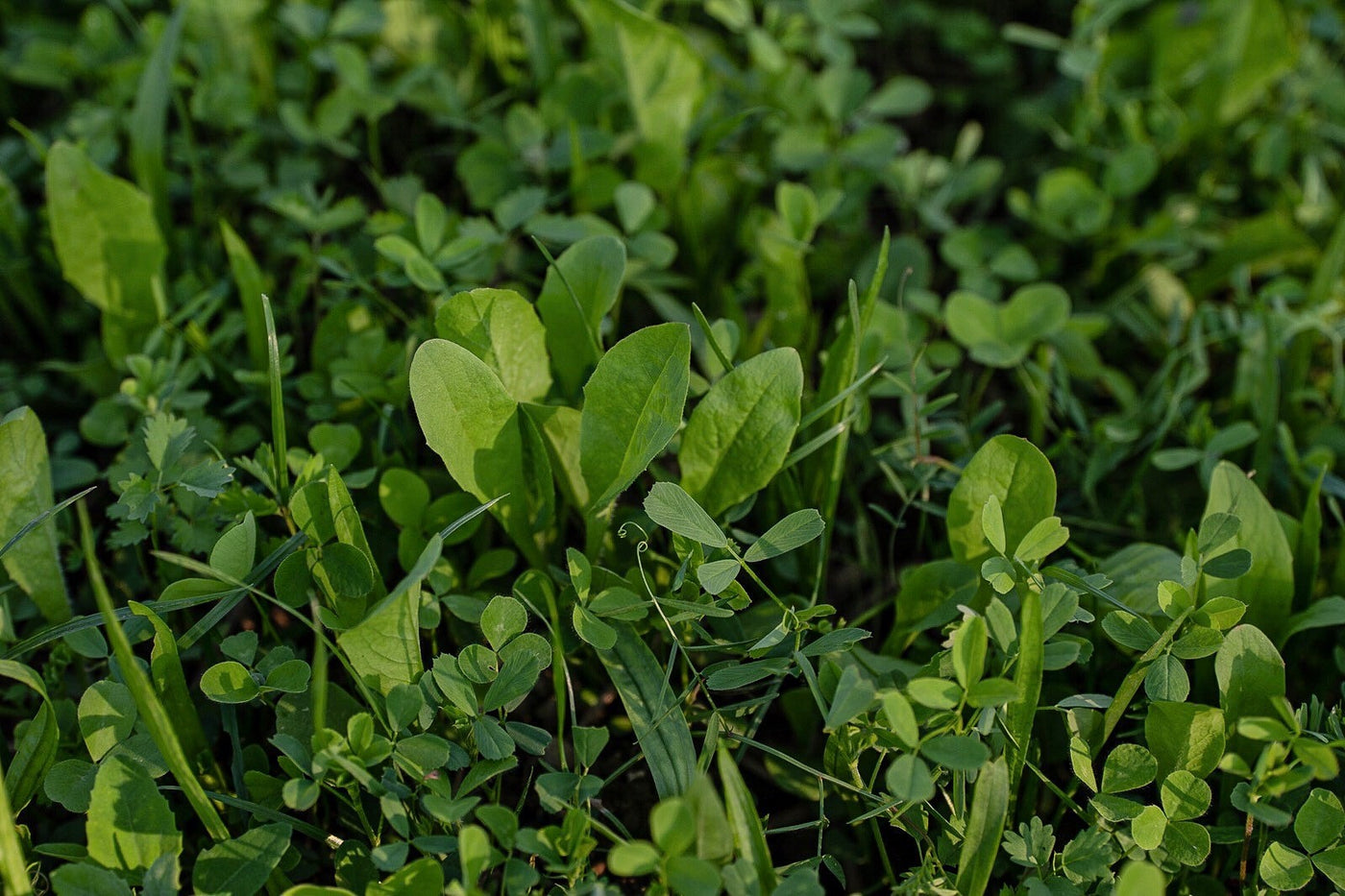 Black Label Legumes & Chicory