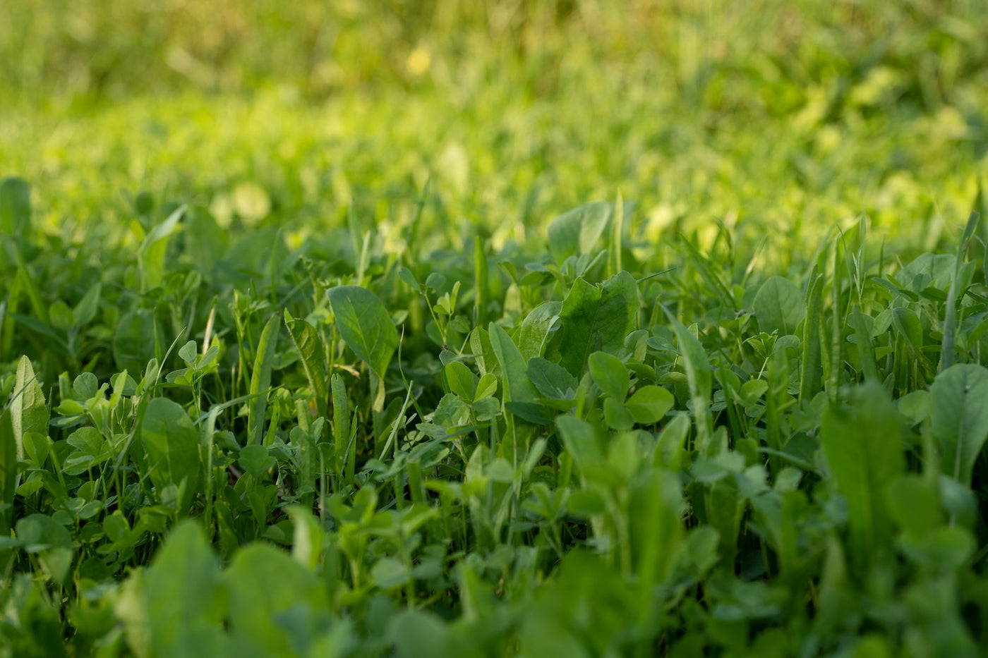 Black Label Legumes & Chicory