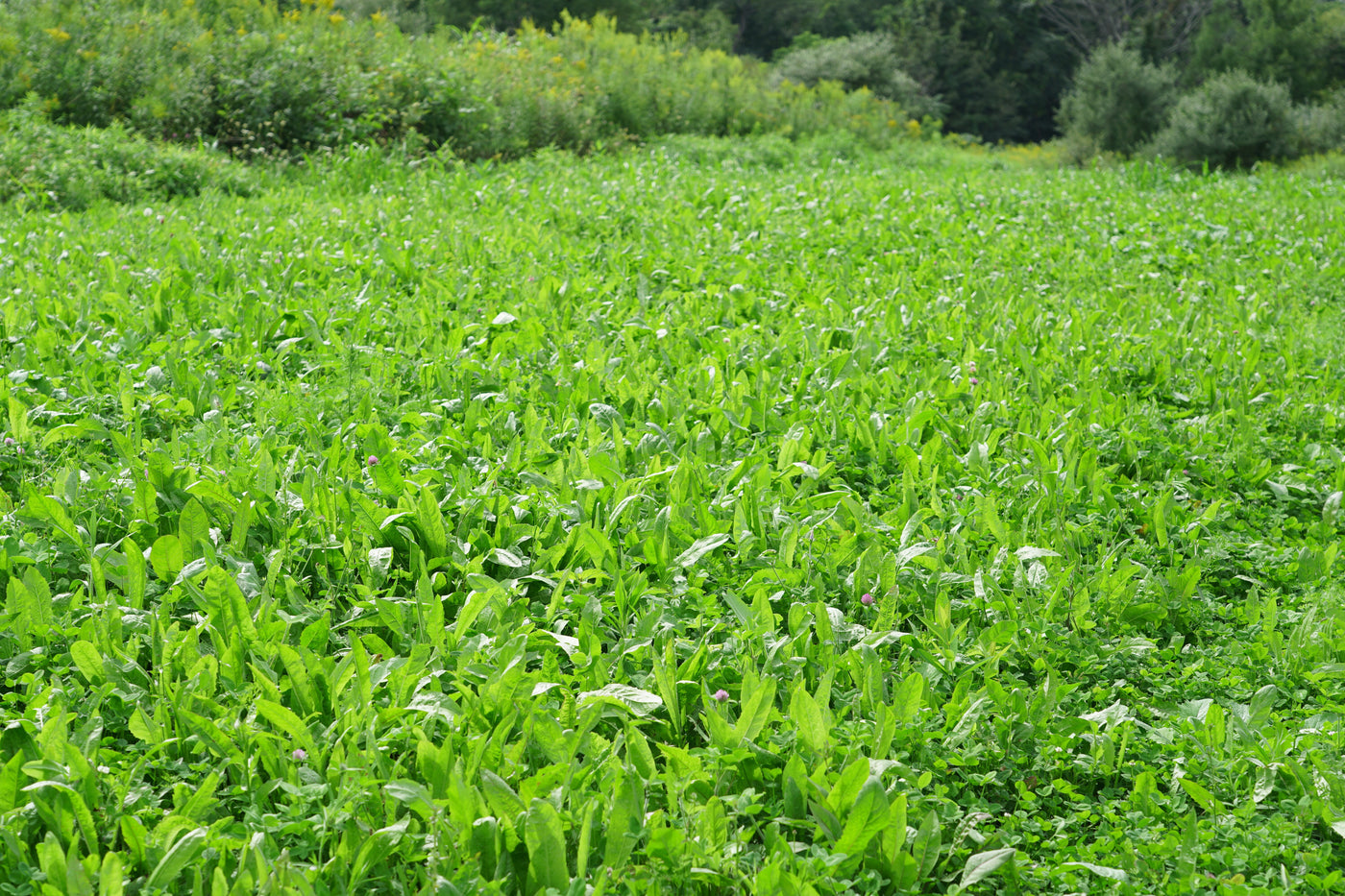 Black Label Legumes & Chicory