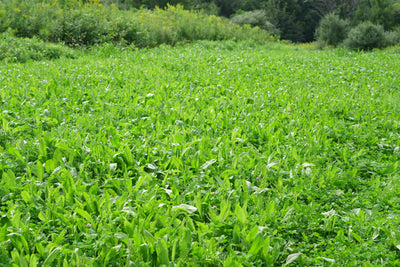 Black Label Legumes & Chicory