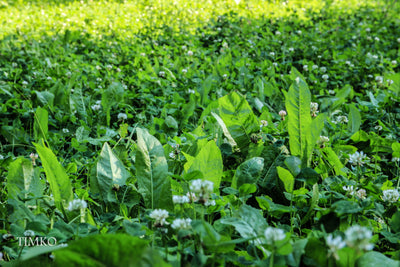 Black Label Legumes & Chicory