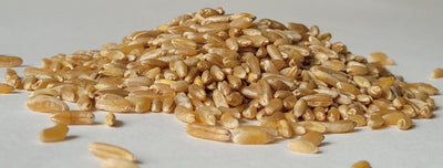 Ancient Grains™ Seed Blend for Wildlife™ - King Tut's Giant Grains for Giant Bucks