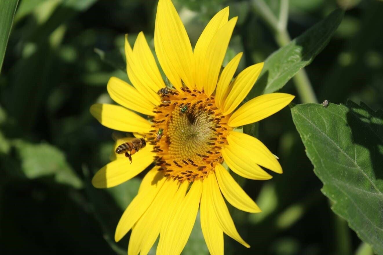 Pollinator Preserve